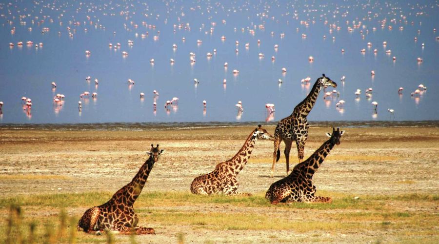 Giraffes