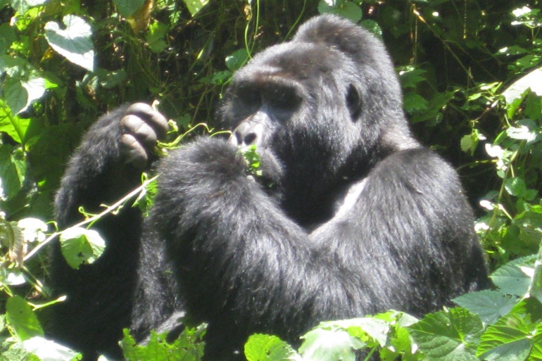 Mountain Gorilla