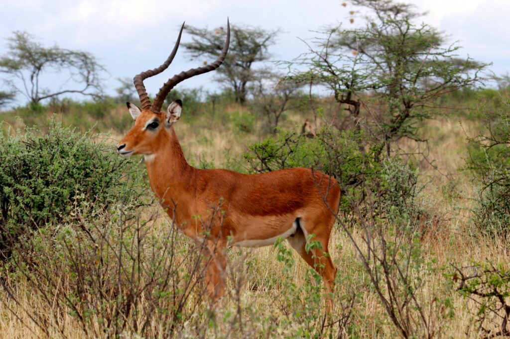 Antelopes