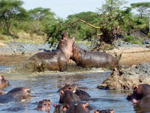 Hippos Fighting