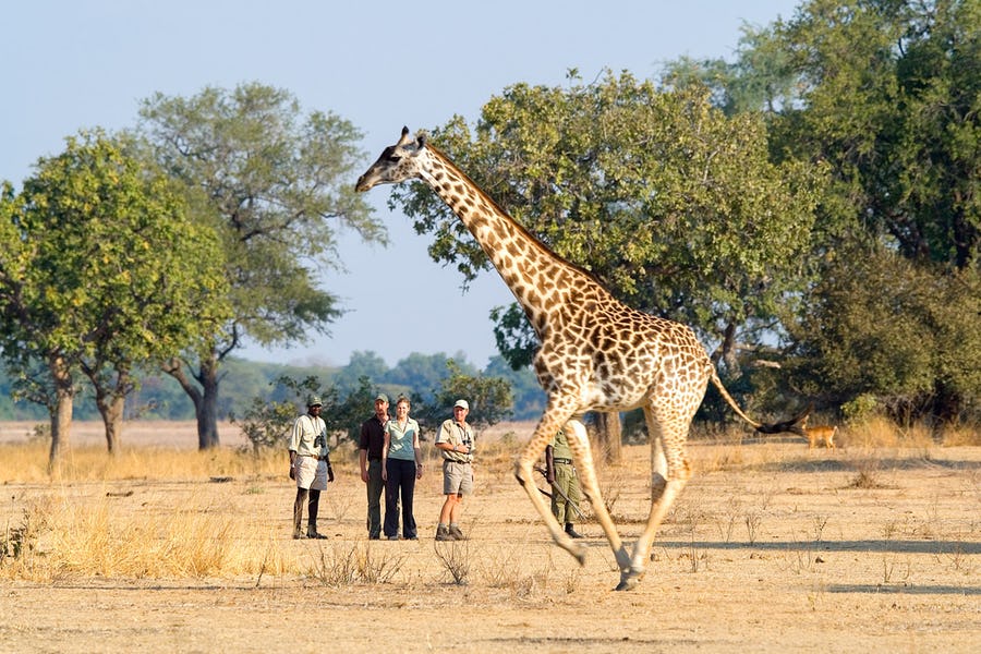 People Walking By Wildlife