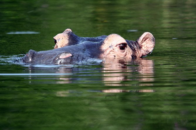 Pygmy hippo