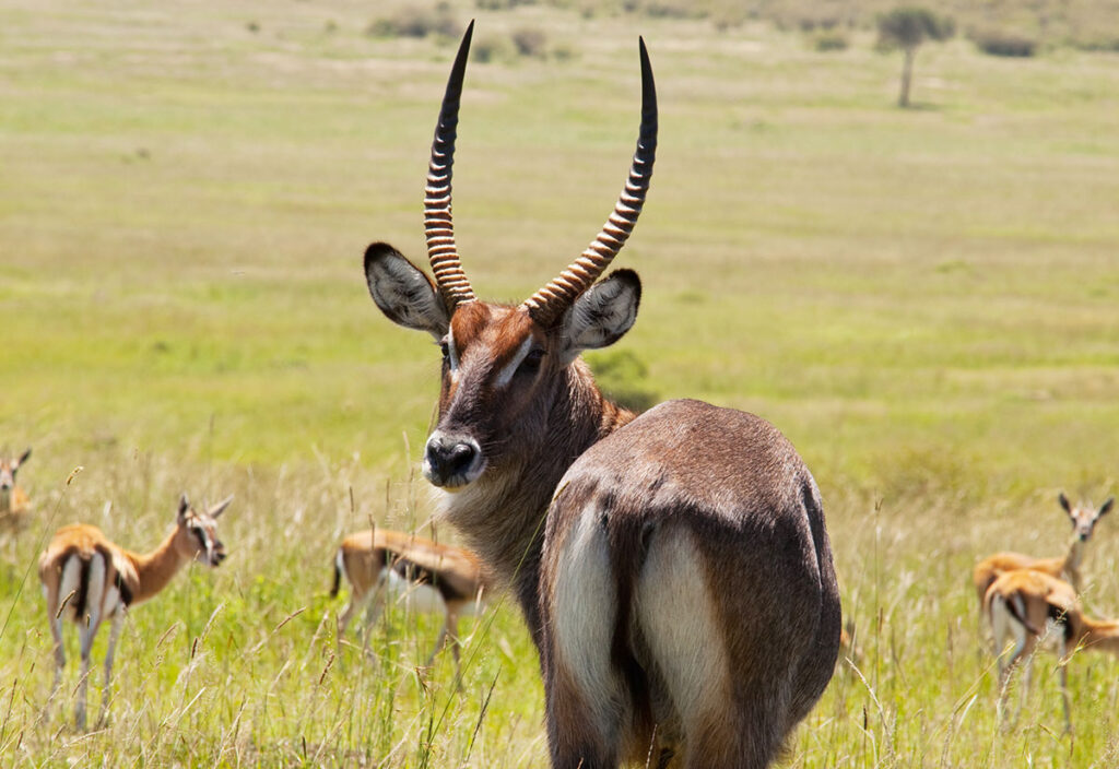 oryx antelope