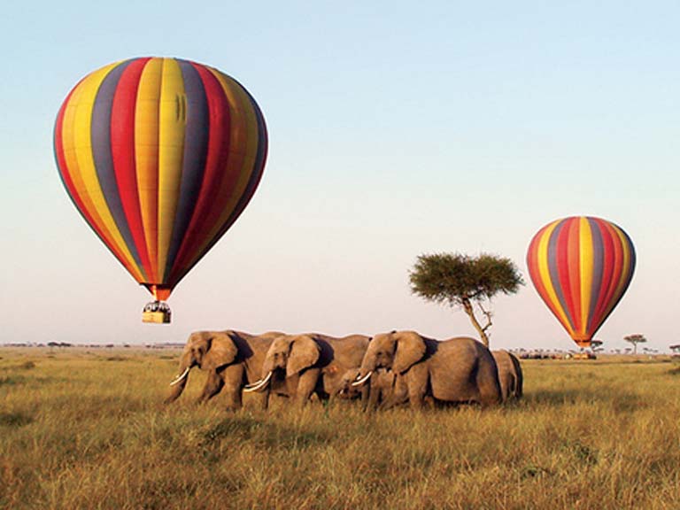 Balloons Above Herd of Elephants