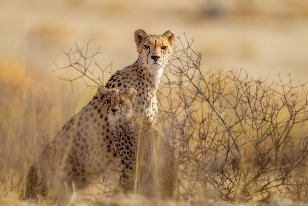 beautiful cheetahs among plants middle desert