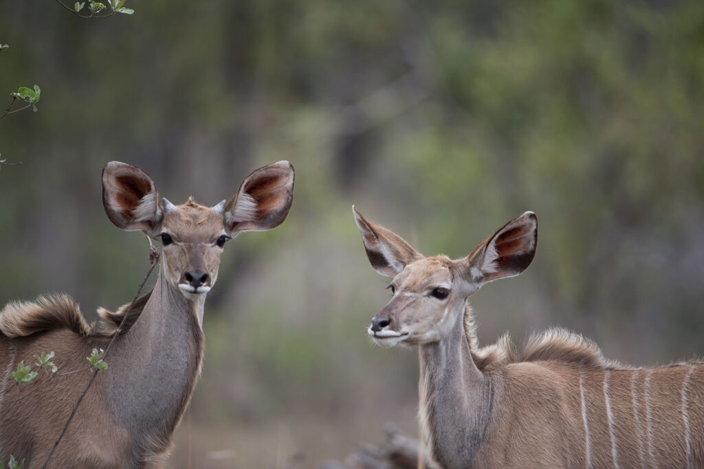 Botswana