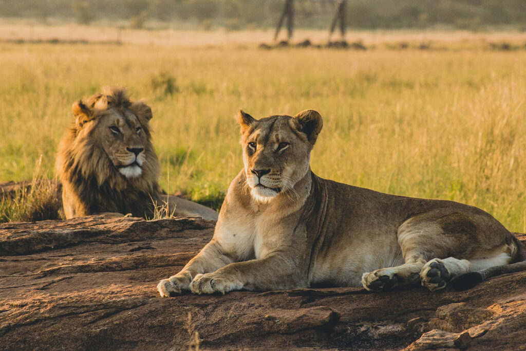 male female lions laying sand resting