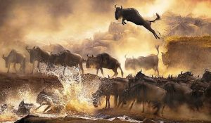 Wildebeest Migration