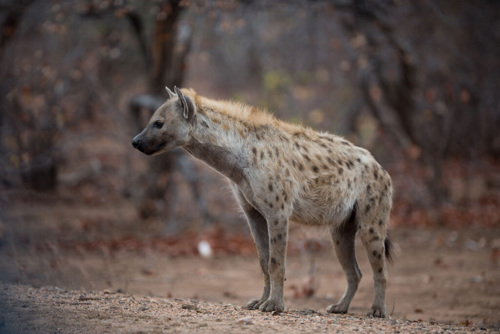 spotted hyena standing ground ready hunt prey