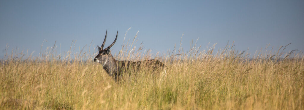 Cuvier’s Atlas gazelle