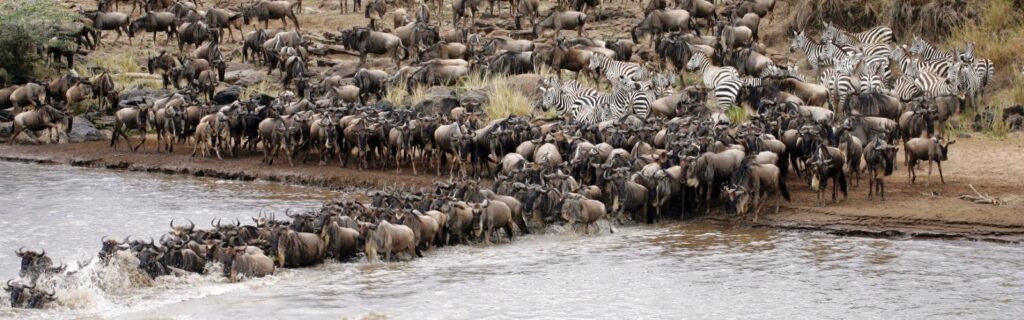 Wildebeest