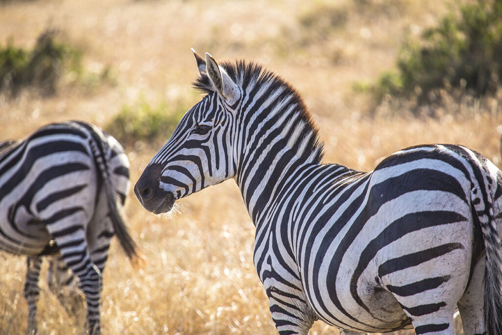 zebras each other masai mara safari kenya